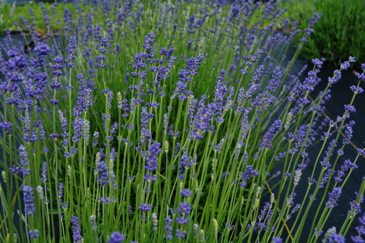 closeup of lavender field